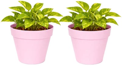 Mega Collections Plantenpot / bloempot - 2x - kunststof - lichtroze - binnen/buiten - D20 x H17 cm