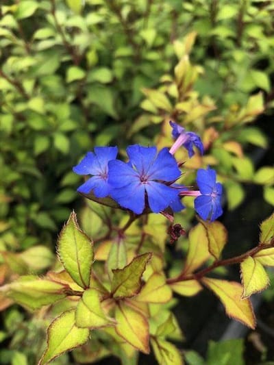 6 x Ceratostigma willmottianum - Loodkruid - P9 Pot (9 x 9cm) - Dima Vaste Planten