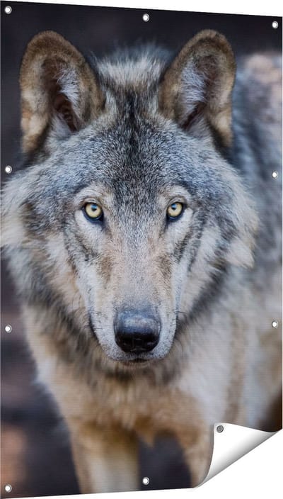 Gards Tuinposter Wolvenkop - Grijze Wolf - 80x120 cm - Tuindoek - Tuindecoratie - Wanddecoratie buiten - Tuinschilderij