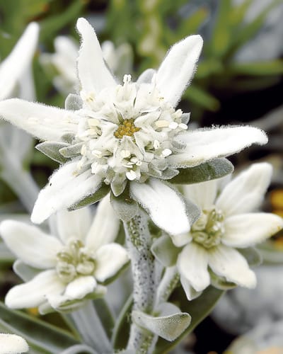2 sets - Edelweiss Zaden Leontopodium Alpinum Meerjarig
