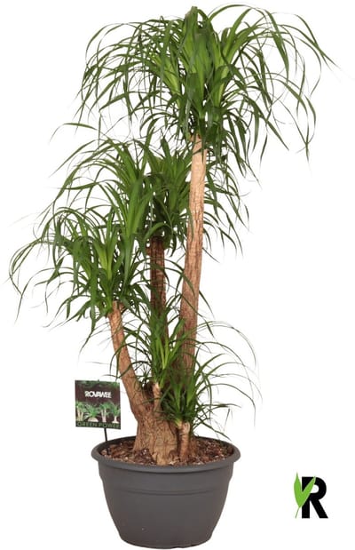 Beaucarnea Recurvata vertakt 120 cm – Kamerplant – Vers Van De Kweker – Olifantspoot – Potmaat Ø35 cm