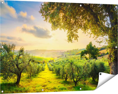 Gards Tuinposter Olijvenbomen - Olijvengaard - 120x80 cm - Tuindoek - Tuindecoratie - Wanddecoratie buiten - Tuinschilderij