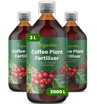 Vloeibare Meststof Voor Koffieplanten 3X1 L Voor 3000 L - Npk 2-1-8 - Gezonde Groei - Sterke Bladontwikkeling - Sterke Wortels - Weerbaarheid - Bloemvormin - Algehele Vitaliteit - Sierkoffievariëteiten - Organifer