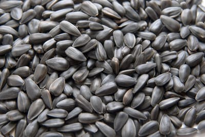 Tuinvogelvoer - Zonnebloempitten zwart - Ongepeld 10 kg