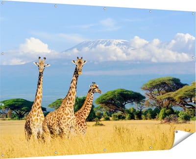 Gards Tuinposter Drie Giraffes in de Savanne - 180x120 cm - Tuindoek - Tuindecoratie - Wanddecoratie buiten - Tuinschilderij