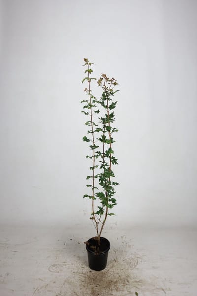 Veldesdoorn / Spaanse aak 60-100 cm (in pot) - Acer campestre - Ø17 cm - inheemse plant - prachtige herfstkleuren - snelle groeier