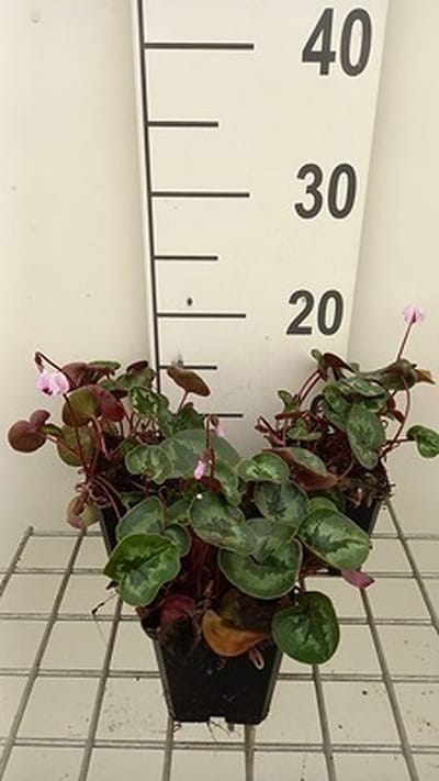 6x Alpenviooltje - Cyclamen coum | 9x9 cm pot