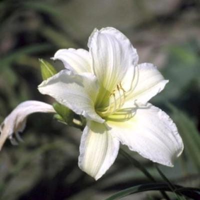 6x Daglelie - Hemerocallis hybr. 'Light The Way' | 9x9 cm pot