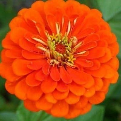 Zinnia Zaden - Oranje Zinnia - Bloementuin Aanleggen - Heirloom Variëteit - 75 Zaden - Oranje