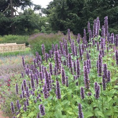12 x Dropplant / Anijsplant Zwart|Paars - Bloeiende Winterharde Vaste Plant - Agastache 'Black Adder' in 9x9 pot met hoogte 0-10 cm