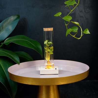 Tubes | plant in glas | Syngonium Pixie | incl LED |