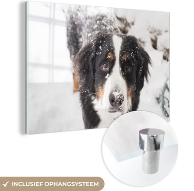 ® Glasschilderij 180x120 cm - Schilderij acrylglas - Berner Sennenhond in een sneeuwlandschap - Foto op glas - Muurdecoratie woonkamer - Wanddecoratie slaapkamer - Schilderijen
