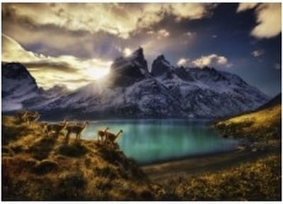Heye puzzel Guanacos - 1000 stukjes