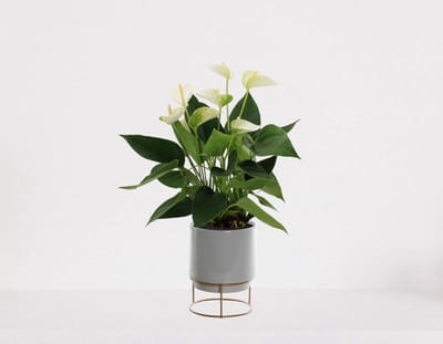 Anthurium Wit in sierpot Emma grijs – bloeiende kamerplant – flamingoplant – 40-50cm - Ø13 – geleverd met plantenpot – vers uit de kwekerij