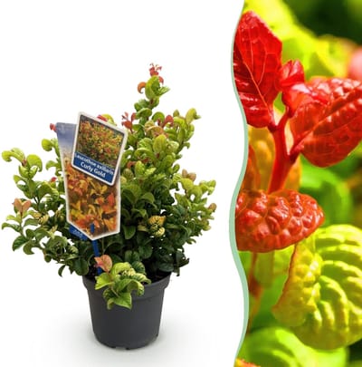 Green boutiQ - Tuinplant - Leucothoe Curly Gold - Geel - 1 Plant - Groenblijvend - Weinig Onderhoud - Pot 17cm Hoogte 35 - 45cm