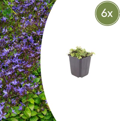 Tuinplantenshop.com | Campanula poscharskyana | 6 stuks - Ø9cm - 10-25cm hoog - Tuinplant