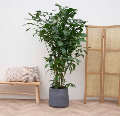 Caryota Mitis - 210cm