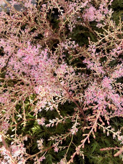 6x Pluimspirea 'Sprite' , Prachtspirea - Astilbe simplicifolia 'Sprite' | 9x9 cm pot