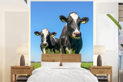 Behang - Fotobehang Koeien - Weiland - Gras - Dieren - Boerderij - Breedte 175 cm x hoogte 240 cm