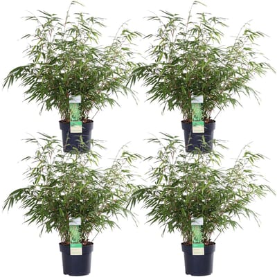 4x Fargesia rufa - ↨60cm - Ø19