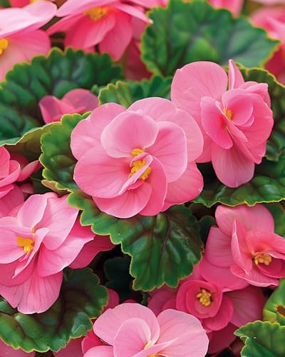 2 sets - Begonia Zaden Roze Komeet F1 Begonia Semperflorens Eenjarig