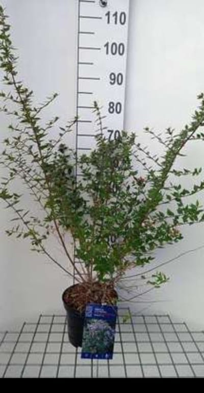 Abelia chinensis 'Autumn Festival'® - Abelia 25- 30 cm in pot