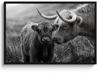 Poster in lijst - Fotolijst 120x80 cm - Posters - Schotse hooglander - Kalf - Zwart - Wit - Posterlijst zwart - Decoratie - Wanddecoratie woonkamer - Muurdecoratie slaapkamer