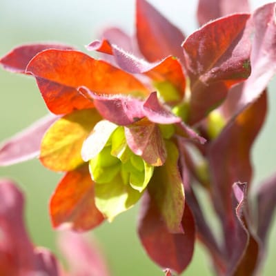 Zeepkruidwolfsmelk (Euphorbia amygdaloides Purpurea) - - Amandelwolfsmelk paars - Groenblijvend - Vaste planten - bloeit in Mei / Juni / Juli