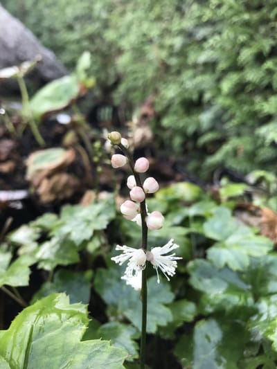 6 x Actaea japonica 'Cheju-do' - Zilverkaars - P9 Pot (9x 9cm) - Dima Vaste Planten