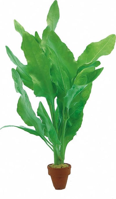 Aquaflora Nesaea Pedicellata Green | in 5 cm pot