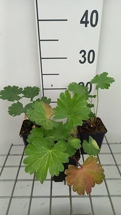 6x Sidalcea - Sidalcea candida | 9x9 cm pot