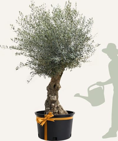 Evergreens - Olijfboom - Olea europaea - 'Bonsai' - 80/100 - Olea Europea - Olijfboom op stam in pot - Winterhard - Groenblijvend - Olijven - Voeding