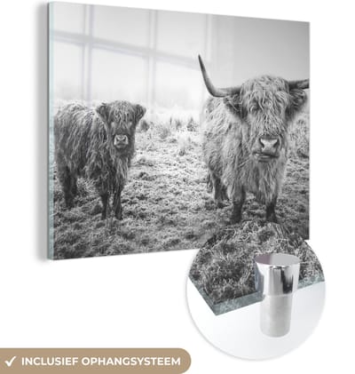MuchoWow® Glasschilderij 160x120 cm - Schilderij acrylglas - Schotse hooglanders - Licht - Lucht - Natuur - Foto op glas - Schilderijen