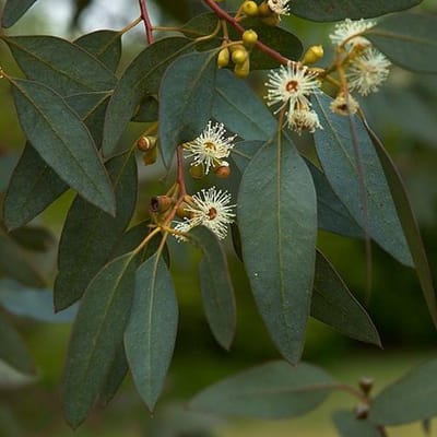 Eucalyptus Gunnii - Kardinaalsmuts 60-80 cm pot