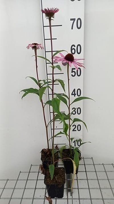 6x Zonnehoed - Echinacea purp. Augustkönigin' | pot 9 x 9 cm
