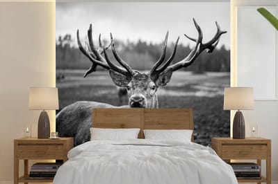 Behang - Fotobehang Dieren - Hert - Gewei - Zwart wit - Natuur - Breedte 350 cm x hoogte 350 cm