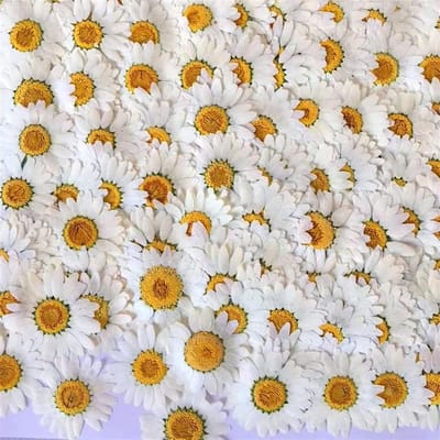 Gedroogde Bloemen - Geperste Margrieten - DIY Sieraden Maken - Natuurlijk Gedroogd - 100 Stuks - Wit