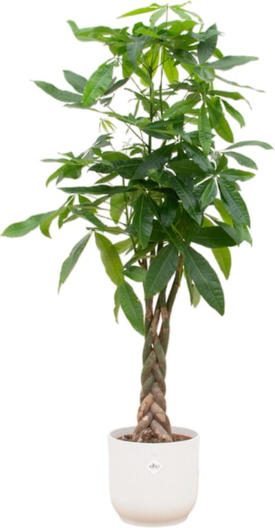 Pachira Aquatic (geldboom) en witte pot - 150 cm hoge Kamerplant perfect voor thuis en op kantoor