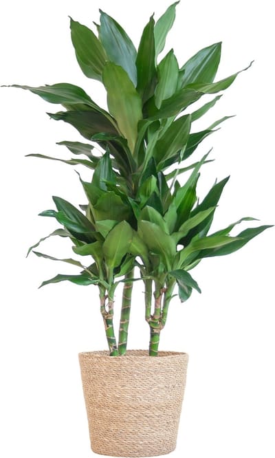 Plantenboetiek.nl | Dracaena Janet Lindt met Sofia mand naturel - Ø21cm - 85-95cm hoog - Kamerplant - Groenblijvend
