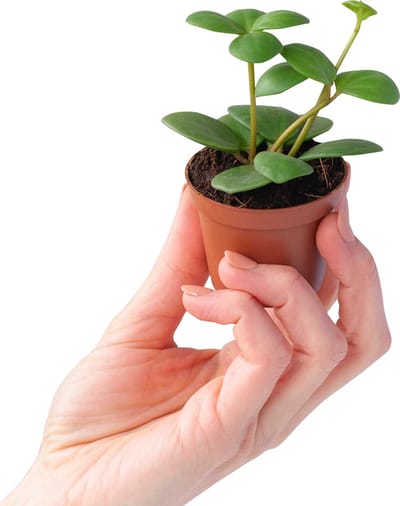 PLNTS - Baby Peperomia Hope (Dwergpeper) - Kamerplant - Kweekpot 6 cm - Hoogte 15 cm