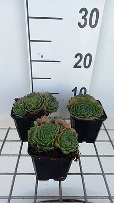 6x Huislook - Sempervivum grandiflorum | 9x9 cm pot