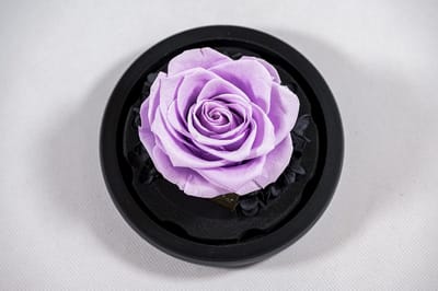 Dailygoods- Roos Geconserveerd in Glas - Premium Kwaliteit - Stijlvol Cadeau - Lange Houdbaarheid - Geschenkdoos - Bewijs van Liefde - Geconserveerde Roos