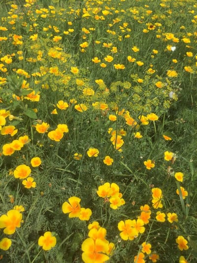 Veldbloemen zaad - Gele tinten 5 gram - 2,5 m2 - Goudsbloem - bijen - vlinders - gele korenbloem - biodiversiteit - insecten