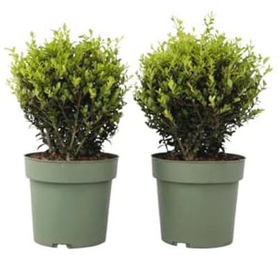 Sferische Ilex crenata - Set van 2 - Vervanging voor Buxus - Wintergroene Tuinplant - ⌀17cm - Hoogte 30-40 cm