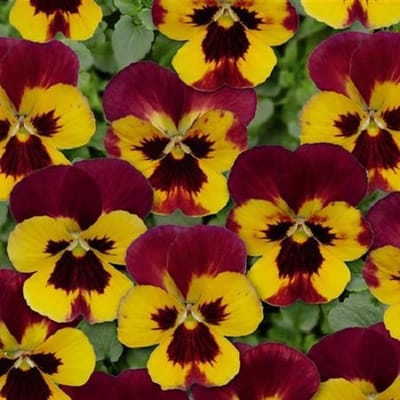 Violen Twix Special Fire F1