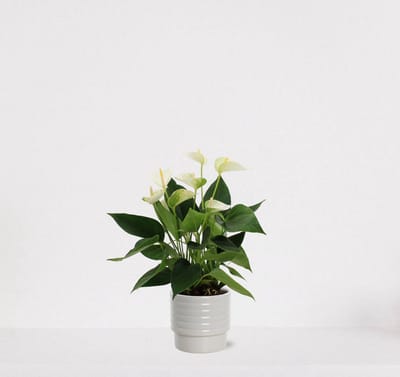 Anthurium wit in sierpot Naemi Offwhite – bloeiende kamerplant – flamingoplant – 40-50cm - Ø13 – geleverd met plantenpot – vers uit de kwekerij