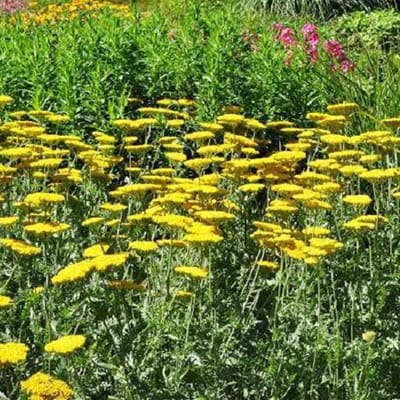 6 x Achillea 'Coronation Gold' - Duizendblad pot 9x9cm - Gouden bloemen, geveerd blad