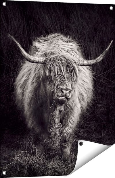 Gards Tuinposter Schotse Hooglander Koe - Zwart Wit - 60x80 cm - Tuindoek - Tuindecoratie - Wanddecoratie buiten - Tuinschilderij