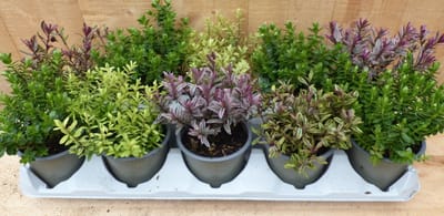 Warentuin natuurlijk - Hebe mini struikjes 10 potjes in tray kleur mix