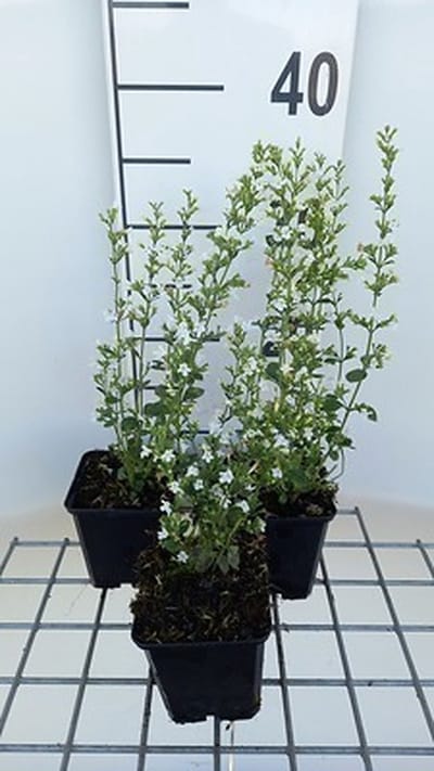 6x Steentijm - Calamintha nep. 'White Cloud' | 9x9 cm pot